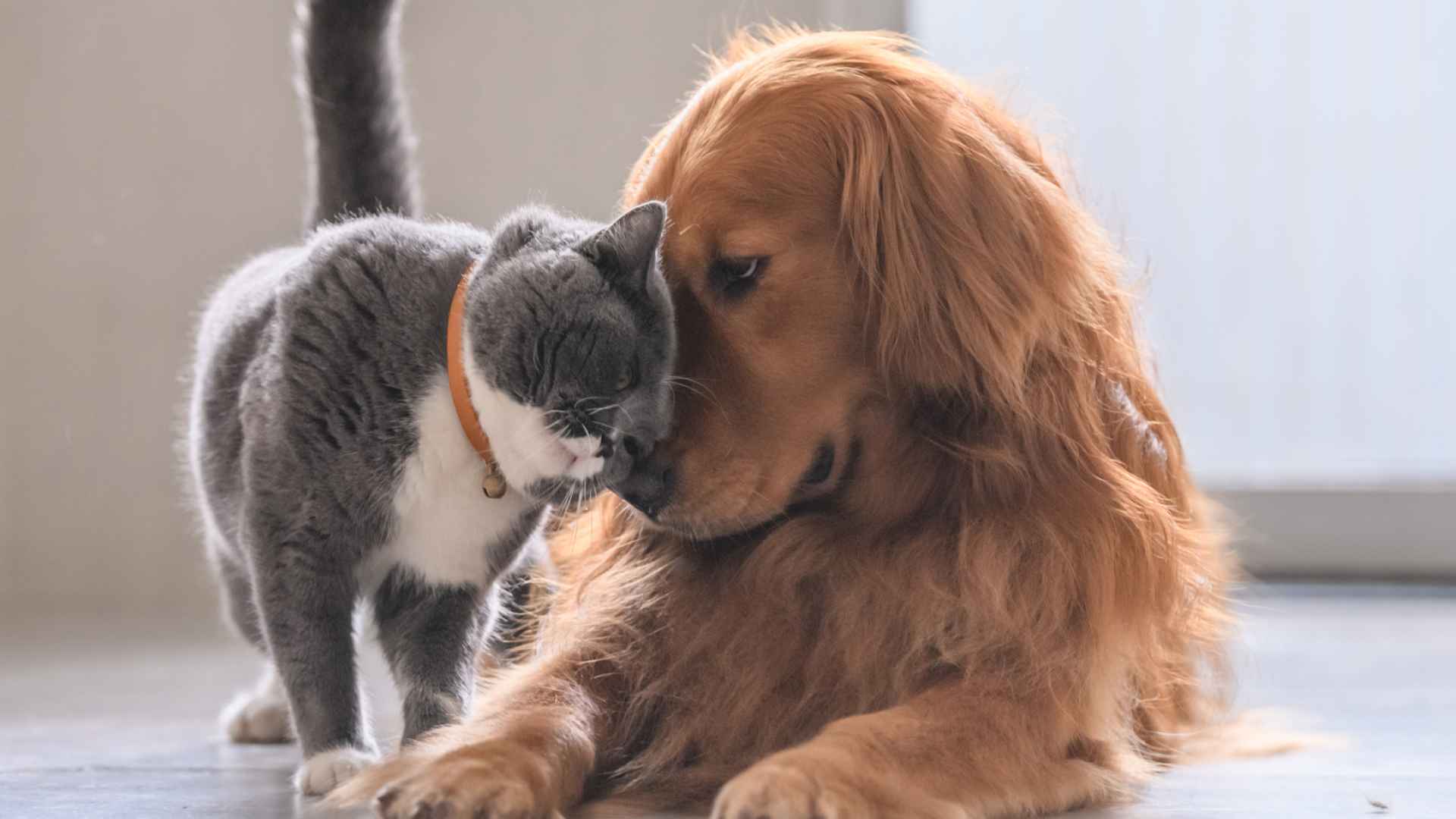 Pet-n-Sur - Dogs and cats being friends