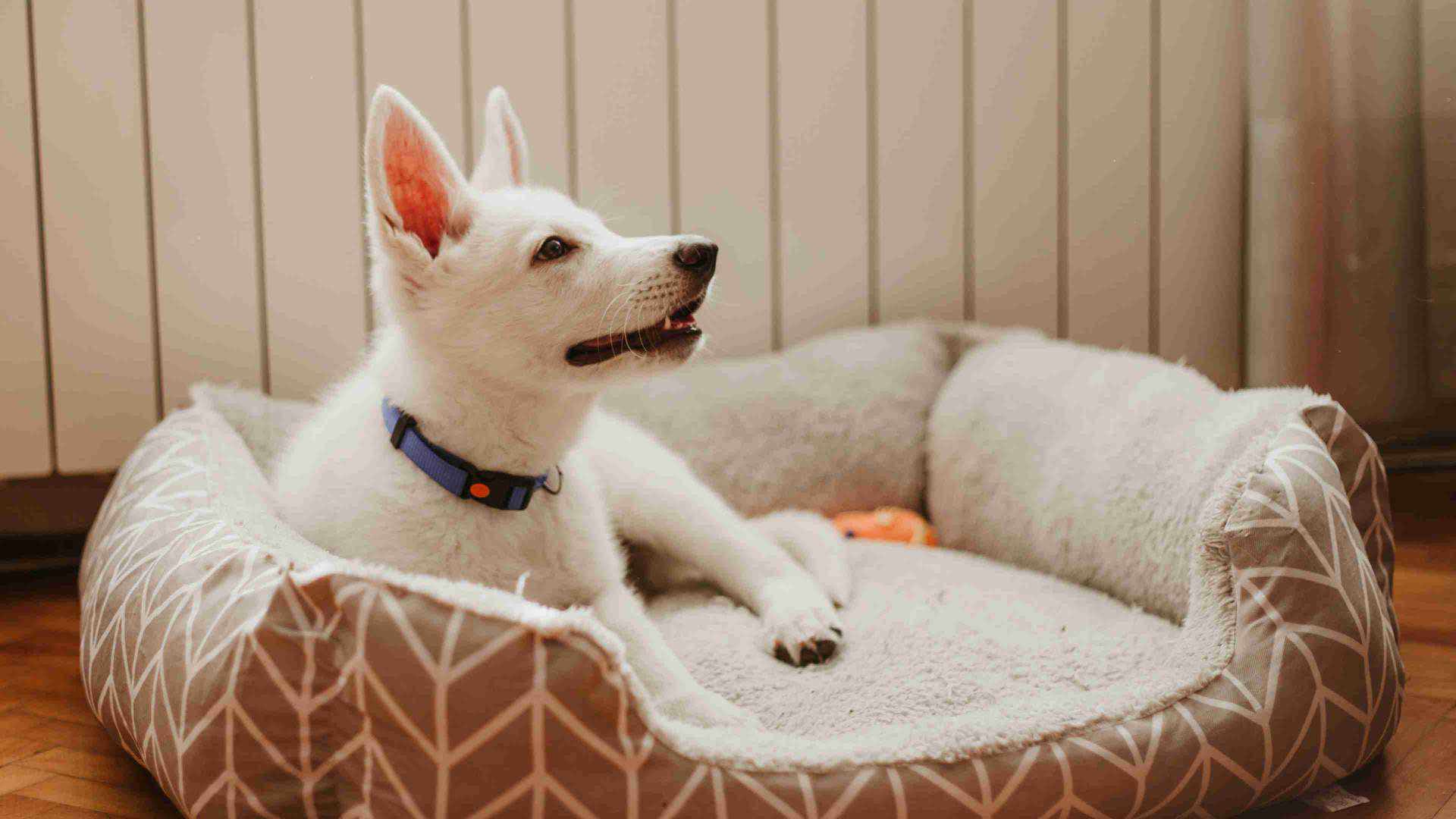 White Dog in Seat