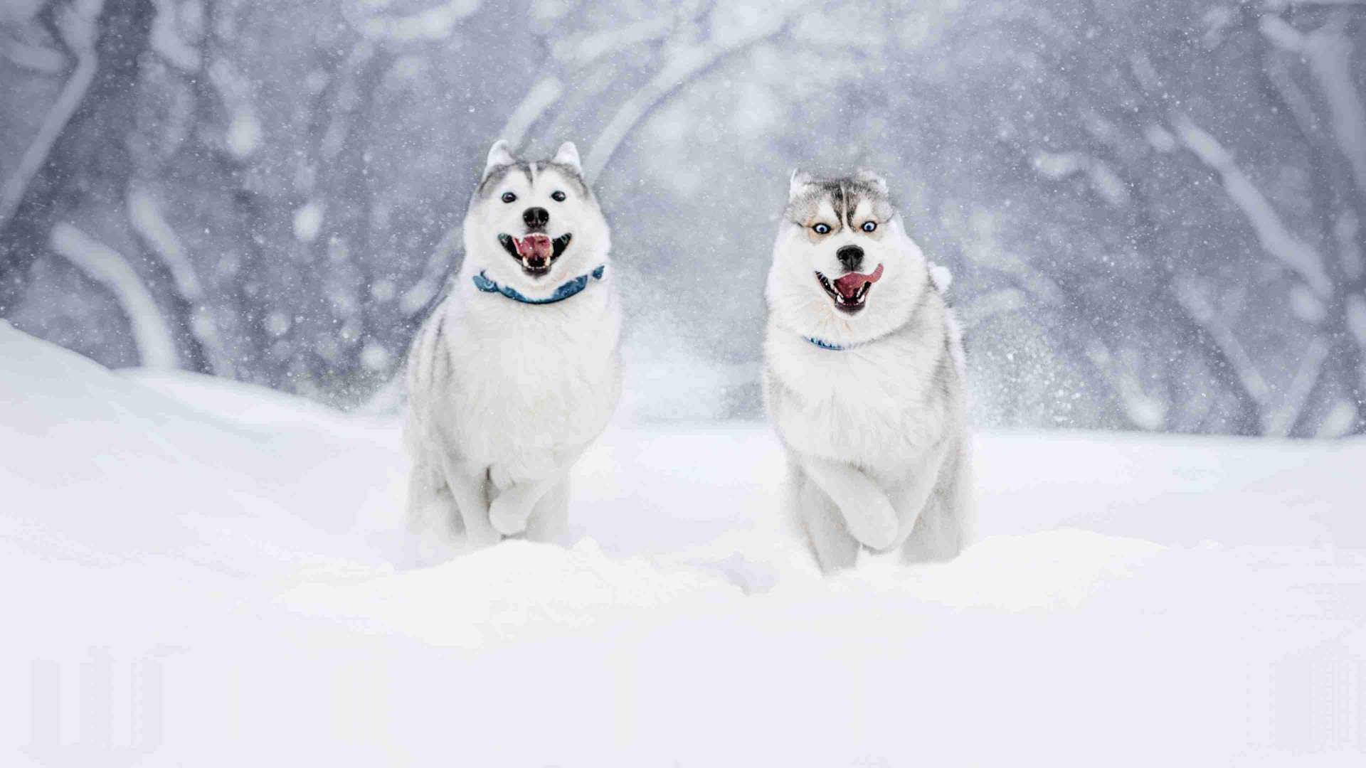 Dogs at snow