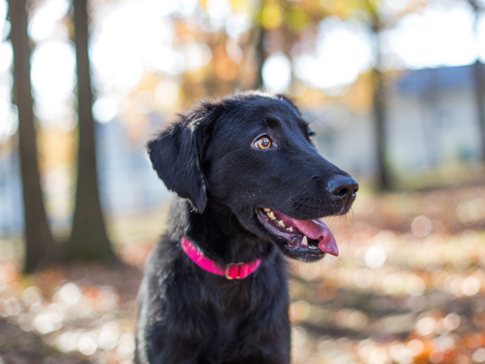 Banfield Pet Hospital