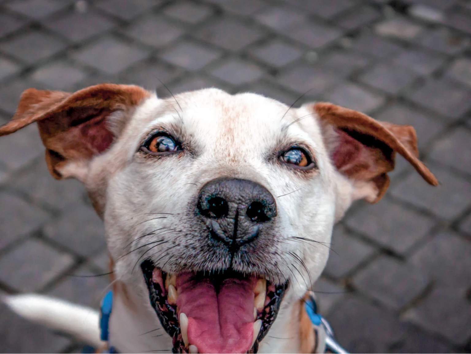 A close-up portrait of a happy dog