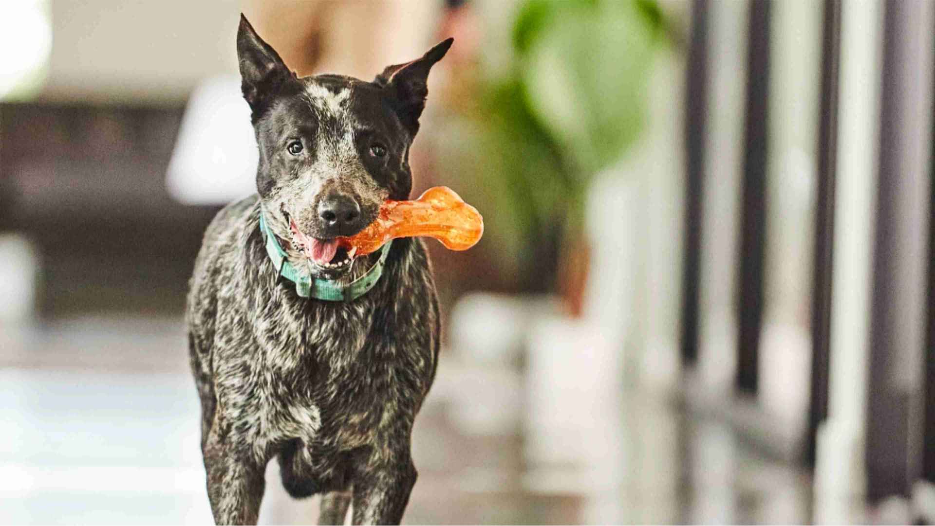 A black and white dog running with a toy bone in his mouth
