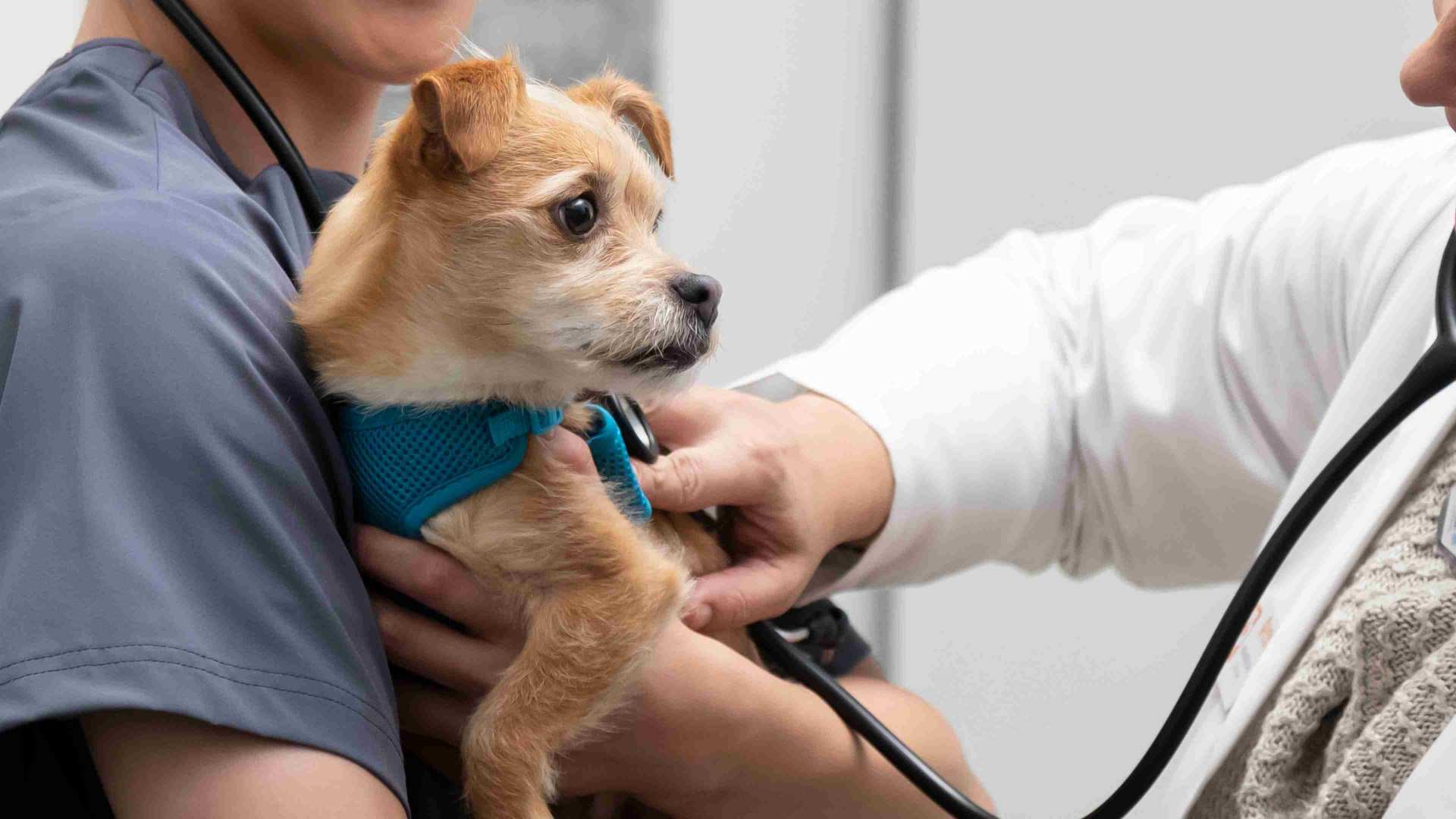 Pet vaccinations  Banfield Pet Hospital®