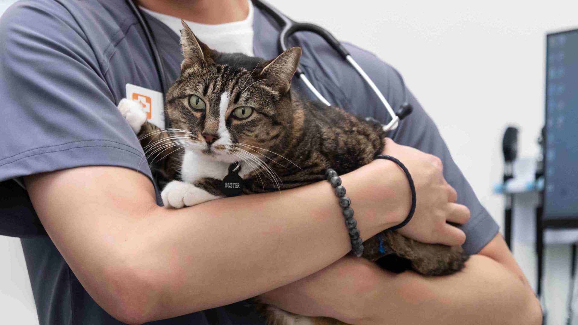 Pet Vaccinations | Banfield Pet Hospital®