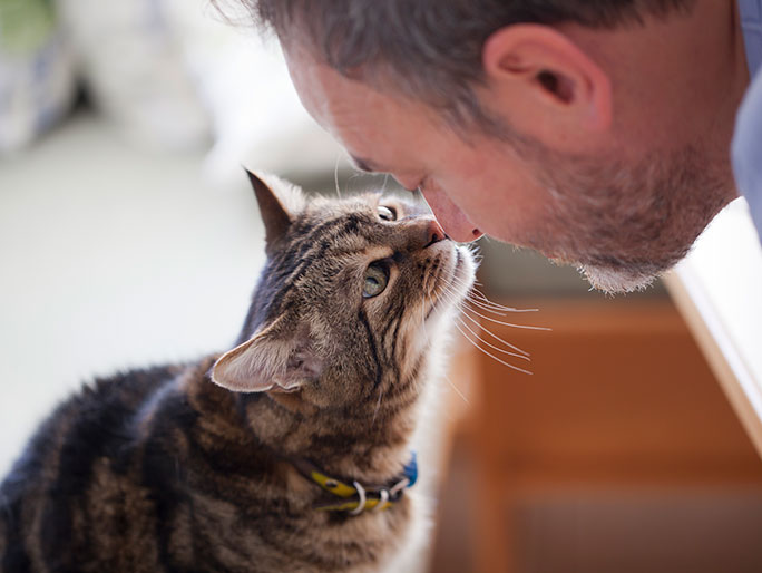 A cat touching its owner's nose
