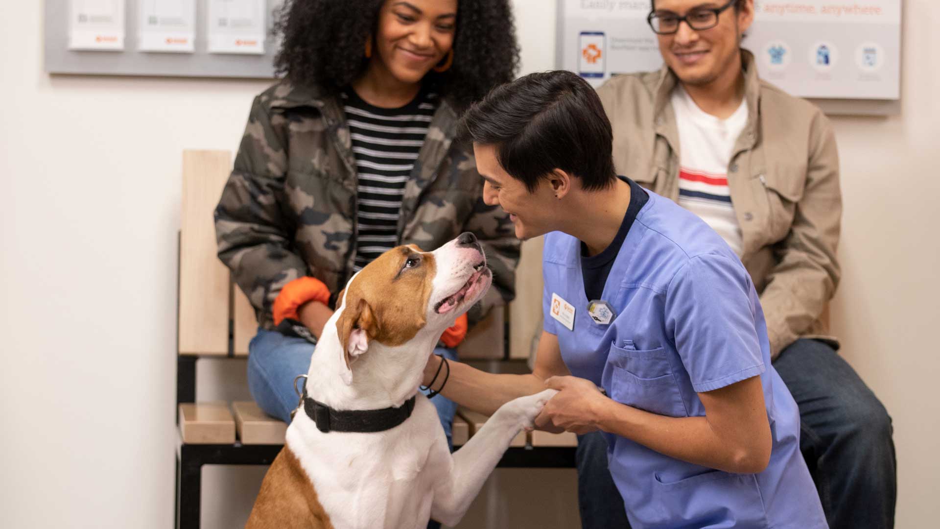 Veterinarians and quality petcare