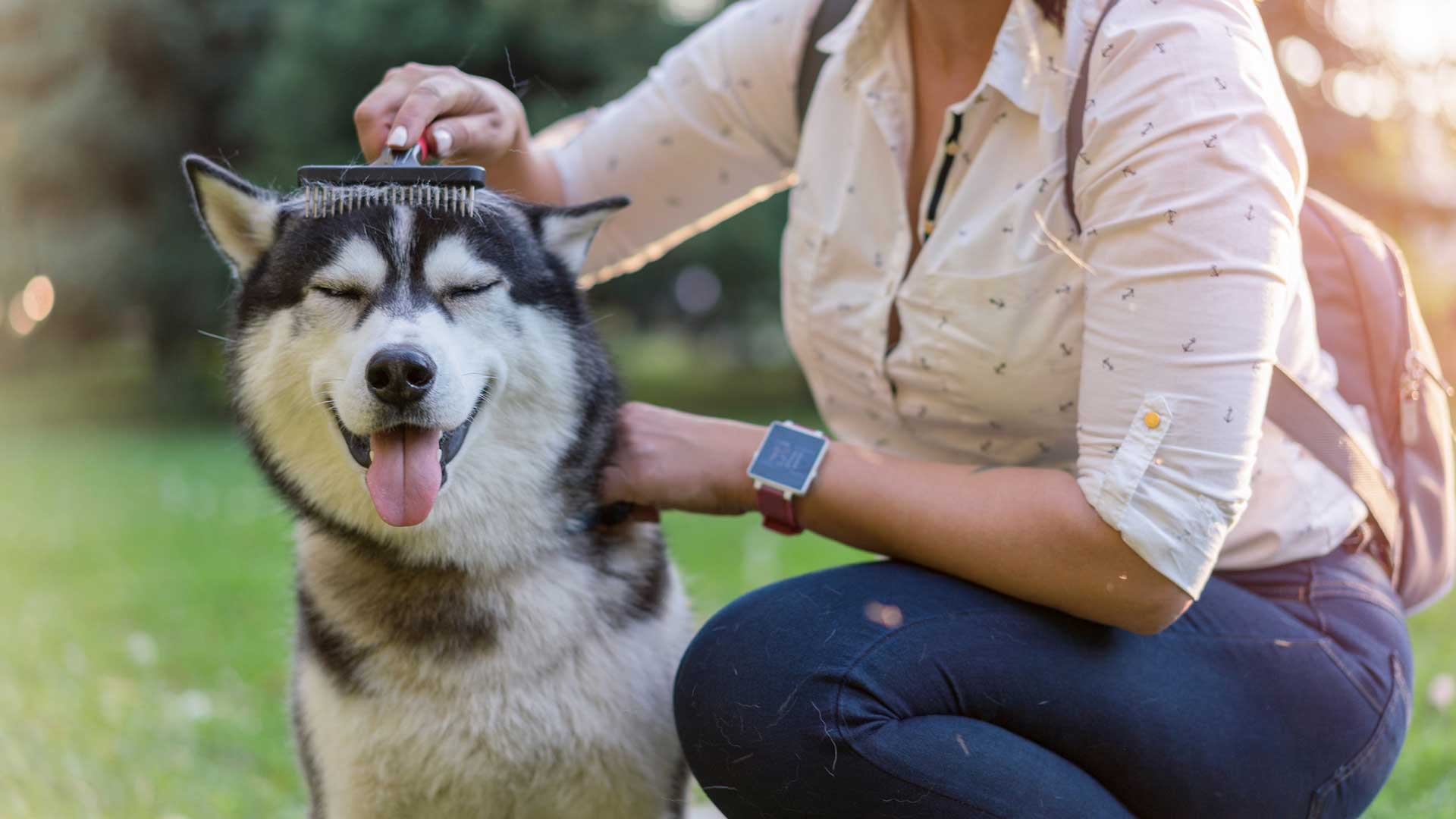 A smiling husky getting its head brushed by its owner