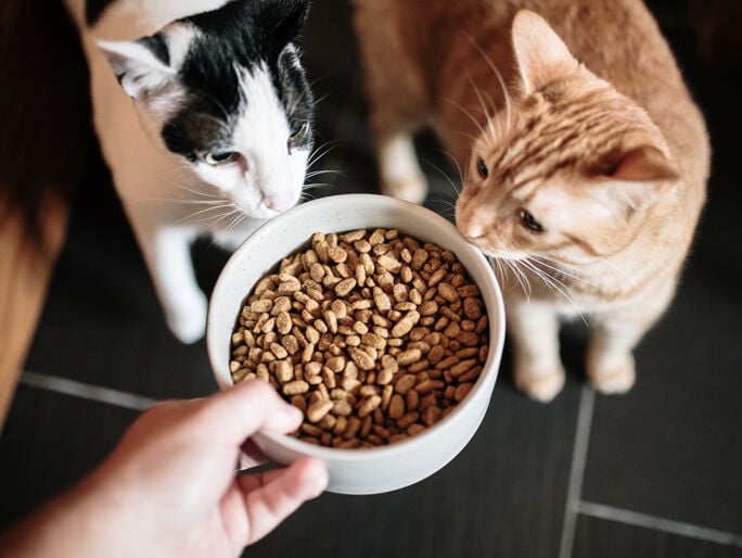 What can i feed cats instead of cat clearance food