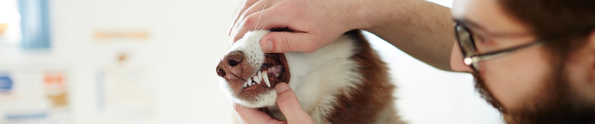 A husky getting its teetth examined 