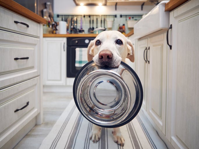 A dog with an empty bowl in its mouth