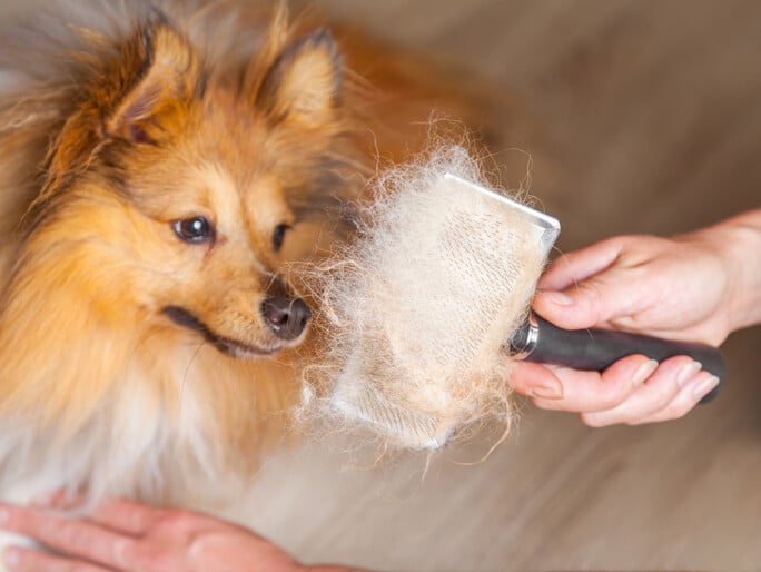 A fluffy dog next to a brush full of hair