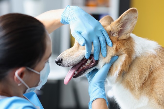 Female doctor checking dog teeth