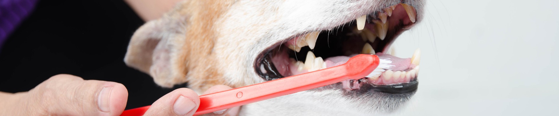 A dog with an orange toothbrush in its mouth