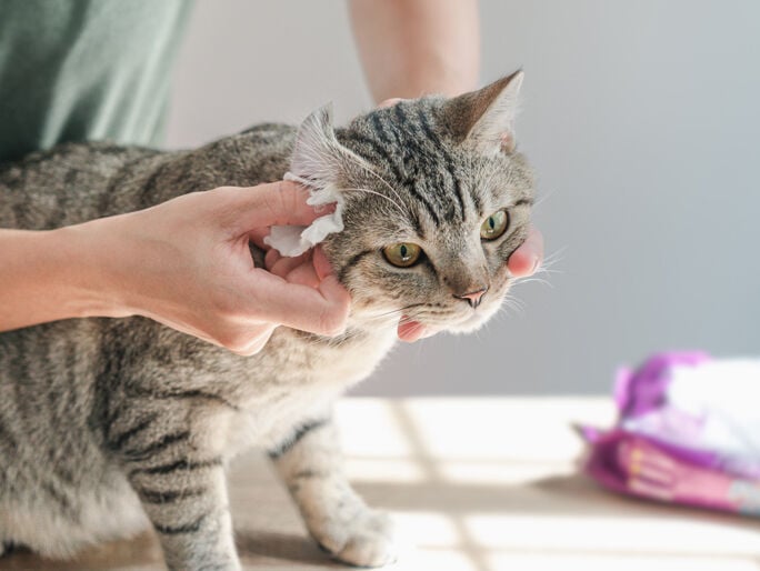 A grey and black tabby cat getting its ear cleaned