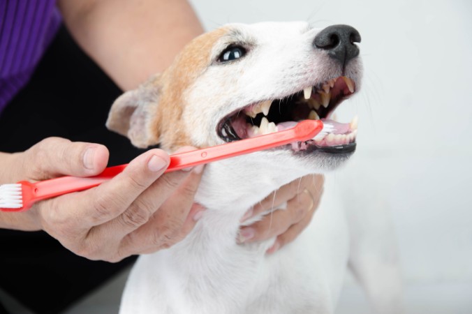 A dog getting its teeth cleaned with a red toothbrush