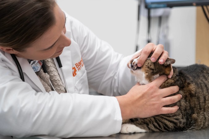 A vet examining a cat's teeth