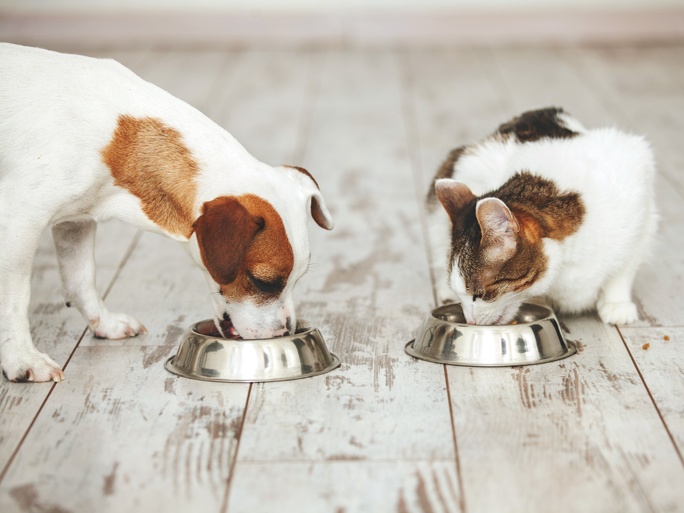 A small dog and a cat eating from metal bowls