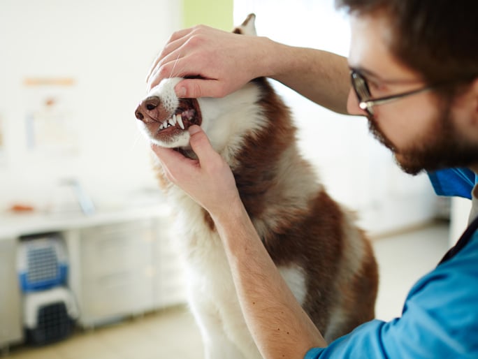 A husky getting its teeth examined