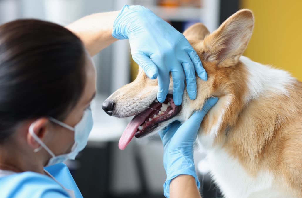 A vet examining a dog's teeth