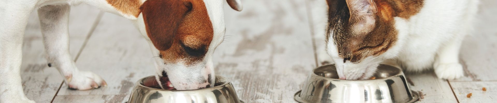 A cat and dog eating next to each other