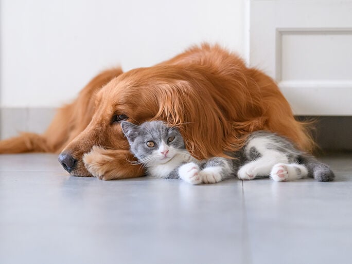 A golden retriever and a grey and white kitten snuggling together on the floor 