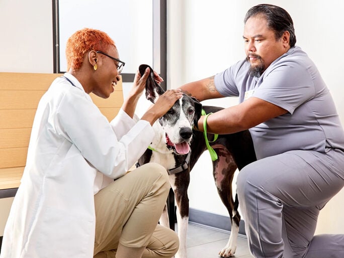 Two vets examining a dog's floppy ears