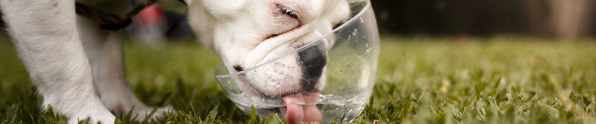 A dog drinking water from a clear bowl