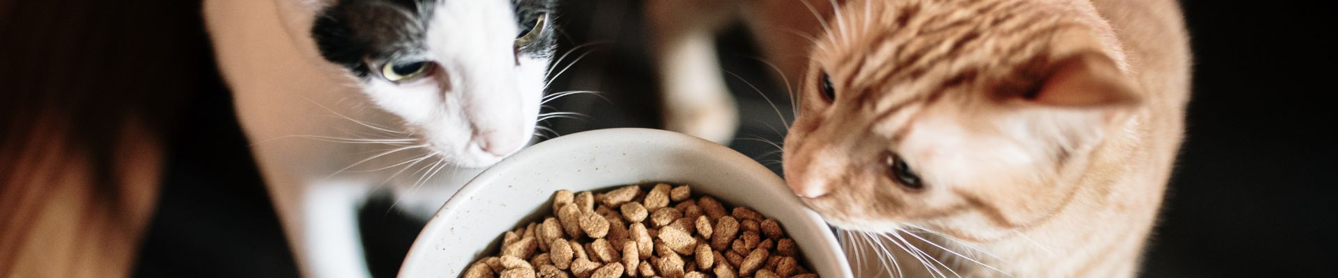 Two cats looking at a food bowl