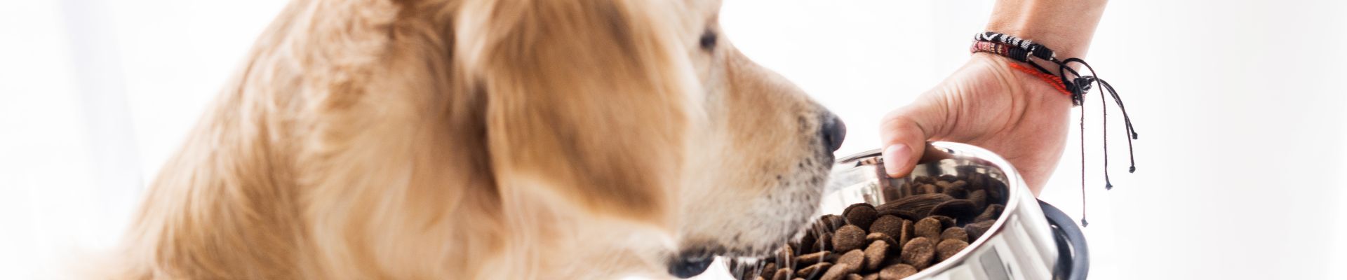 A Golden Retriever looking at its food bowl