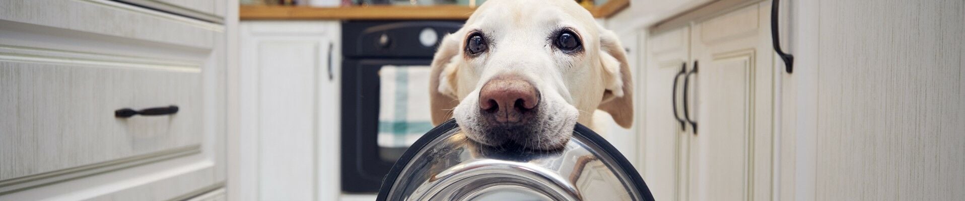 A dog with its bowl in its mouth