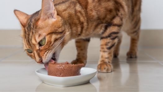 Choosing healthy and quality pet food