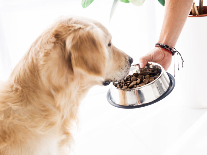 Diet and nutrition for pets