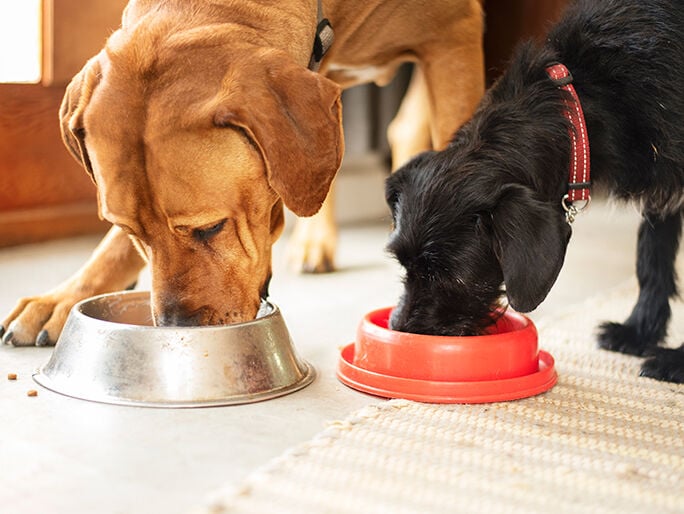 Two dogs eating out of their bowls