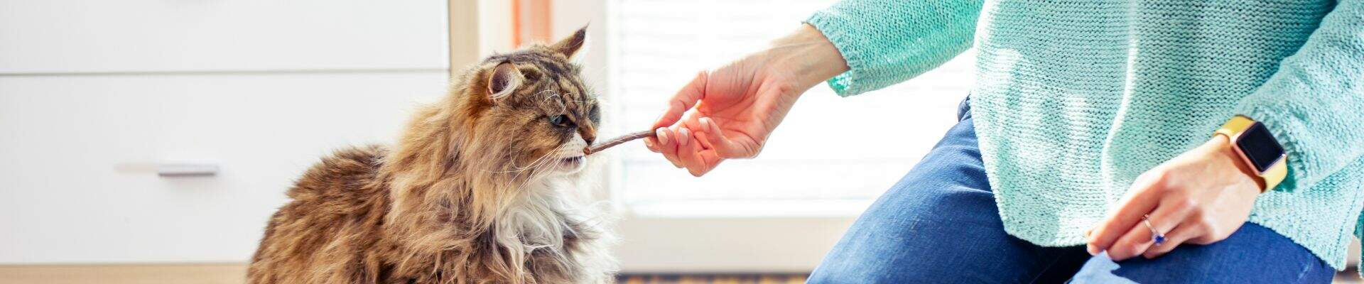 A longhair cat eating a jerky treat