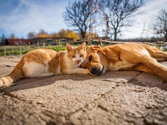 An orange and white cat and a brown dog laying next to each other in the sun