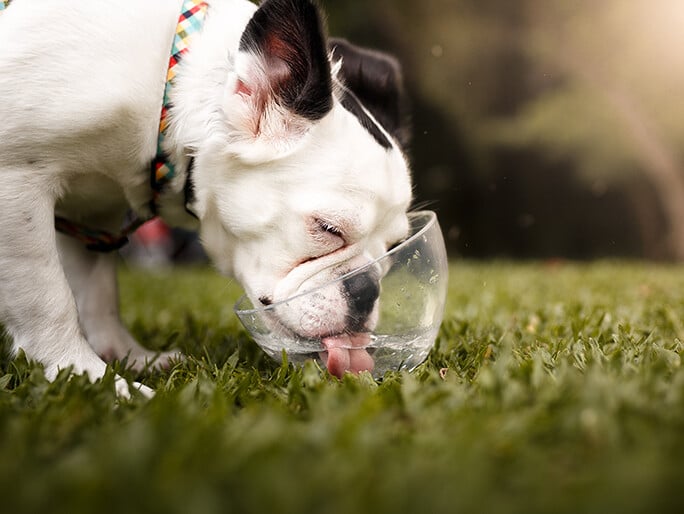 A bulldog drinking water from a clear bowl