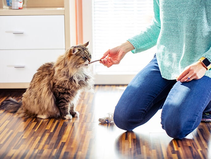 A fluffy tabby cat eating a treat out of its owner's hand