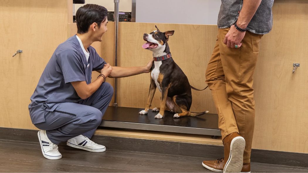 doctor checking dog weight