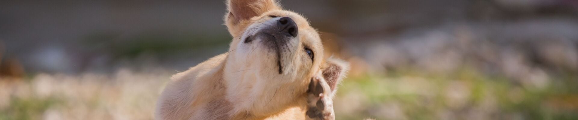 A dingo scratching its ear