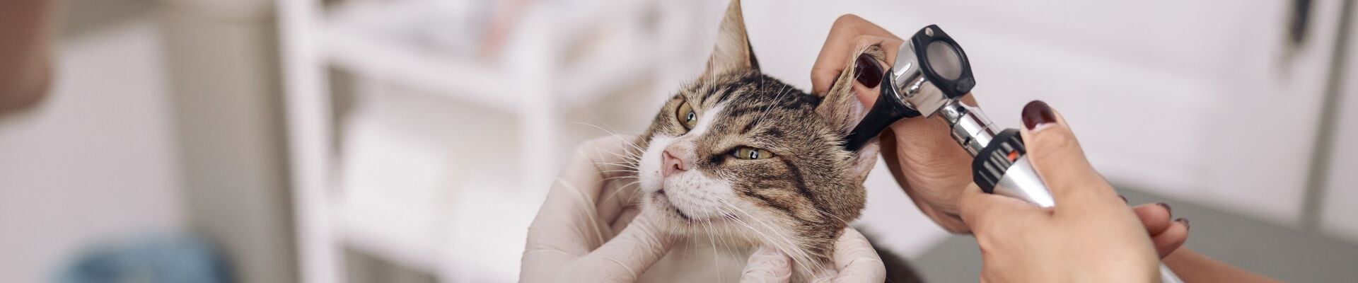 A Manx cat getting it's ear examined