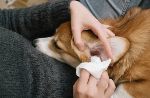 Home remedy to kill ear mites in dogs best sale