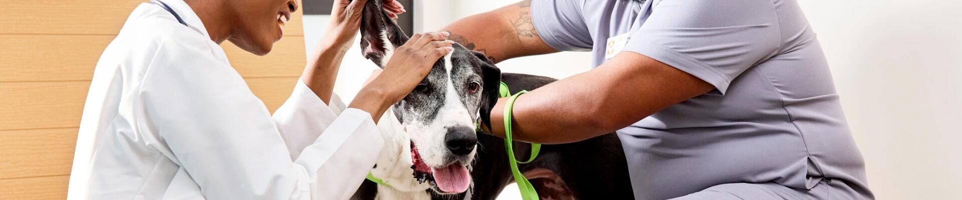 Two vets examining a dog's ears