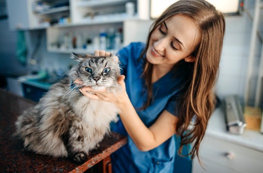 A vet petting a fluffy grey cat