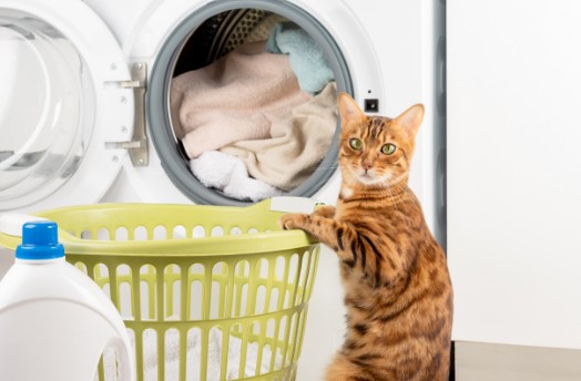 A tabby cat standing next to a washing machine 