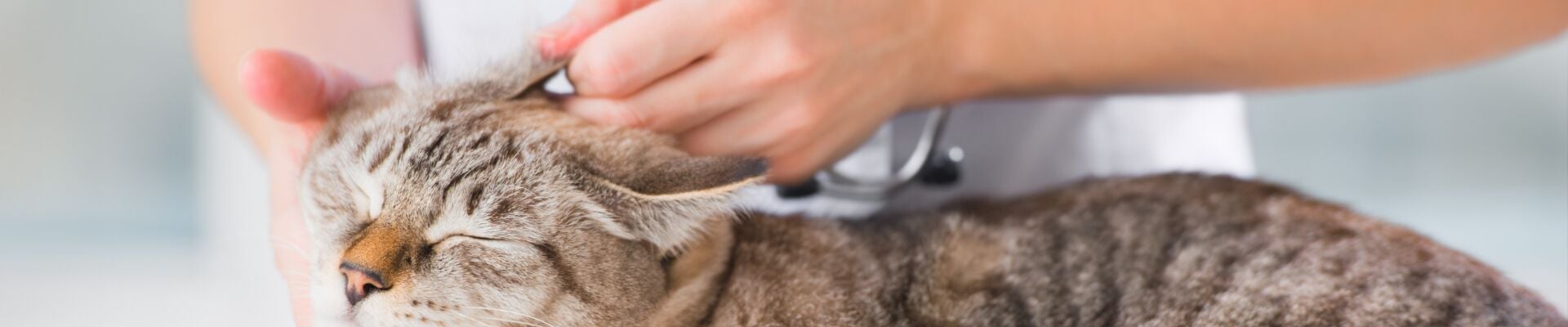 A tabby cat getting ear medication