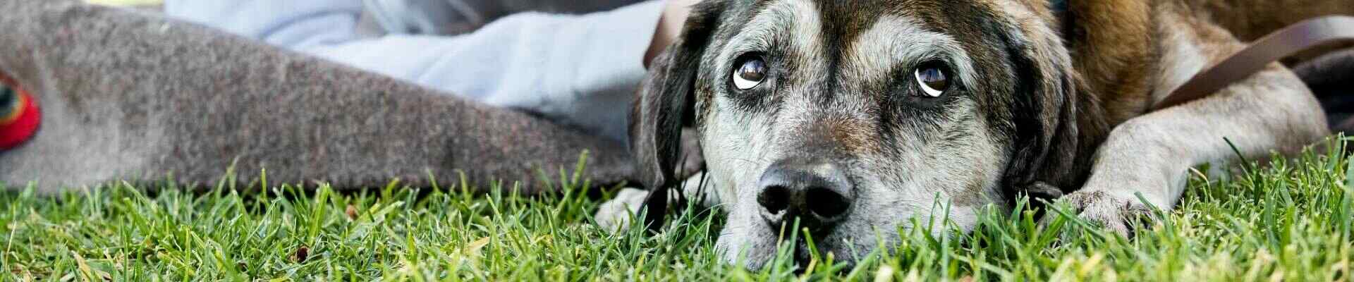 A dog with droopy eyes laying in grass 