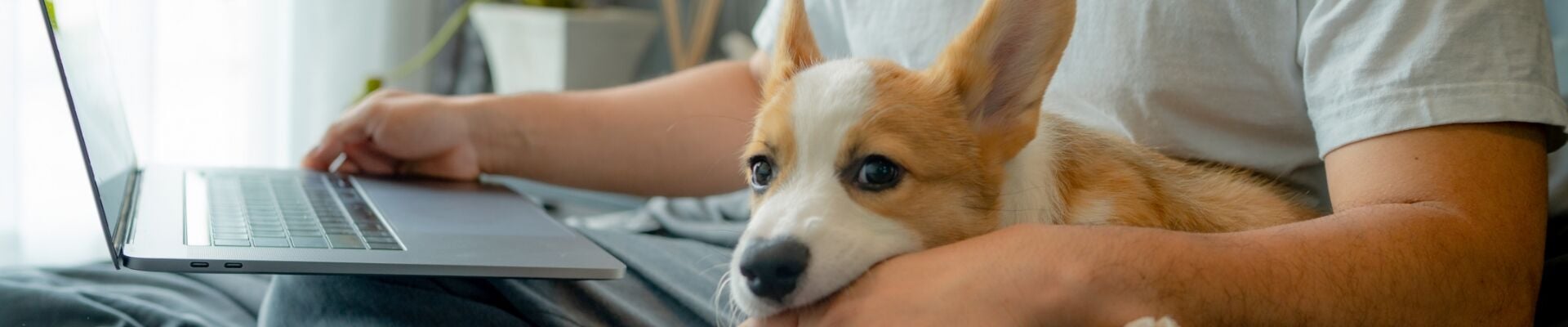 A corgi laying in its owner's lap