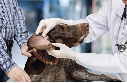 A vet examines a brown dog's floppy ear