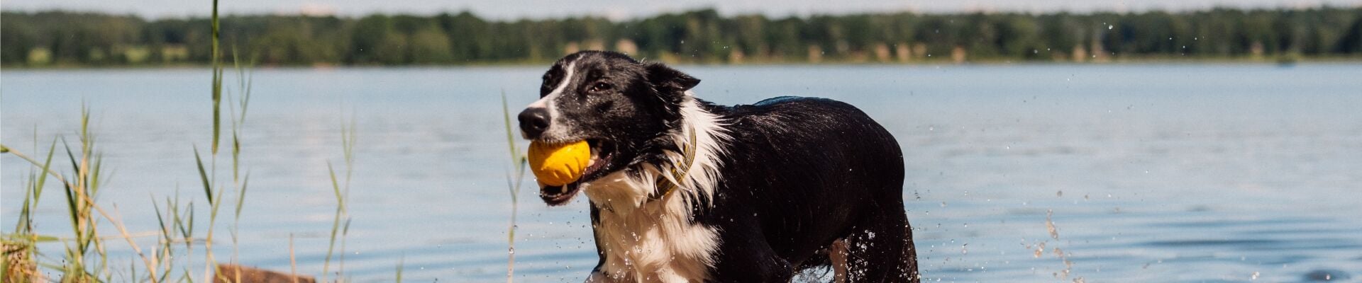 A Border Collie retrieving a yellow ball from a river