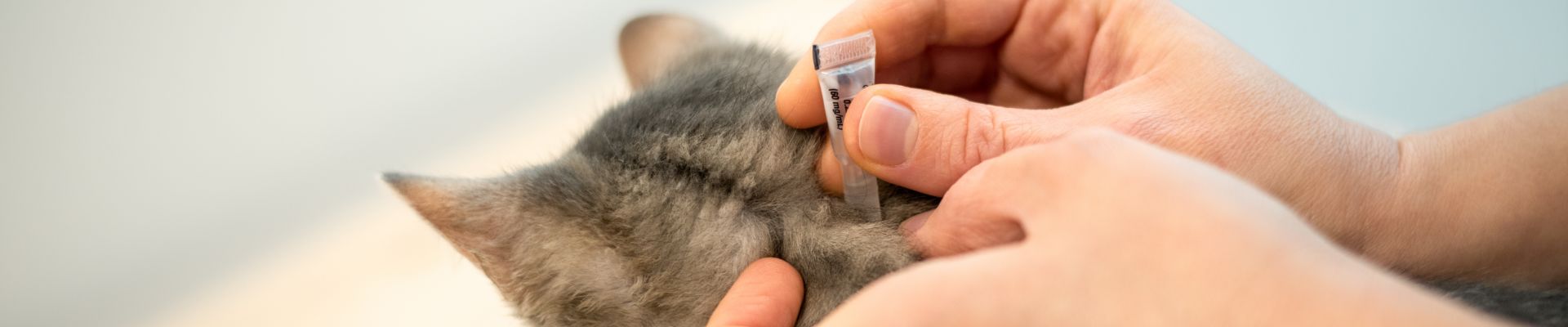 A cat getting administered flea medicine